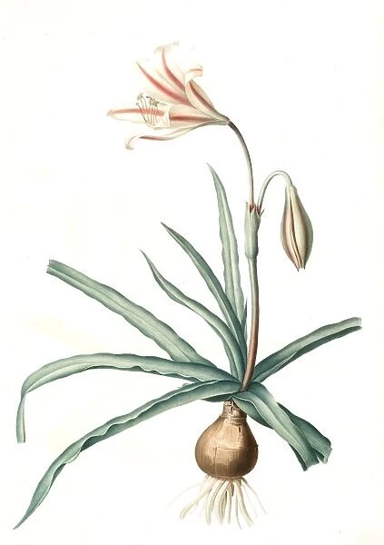 Amaryllis Broussonetii, Amaryllis de Boussonet, Redoute, Pierre Joseph, 1759-1840