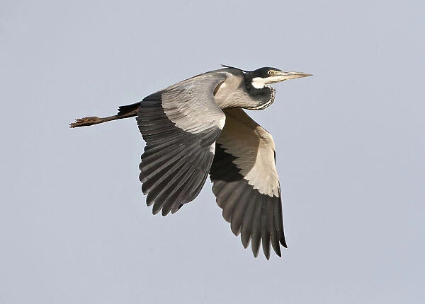 Ardea melanocephala, Black-headed Heron, Gambia