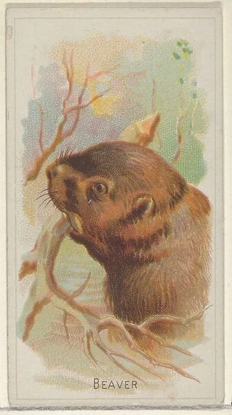 Beaver Wild Animals World series N25 Allen & Ginter Cigarettes