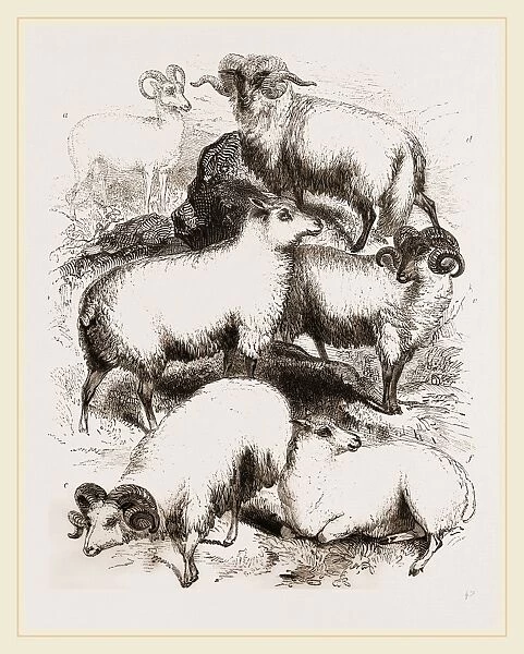 British Middle-woolled Sheep UK