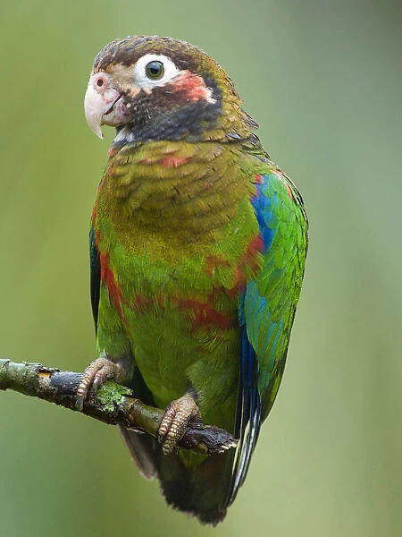 Brown-headed Parrot, Poicephalus cryptoxanthus