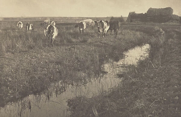 Cattle Marshes Peter Henry Emerson British born Cuba