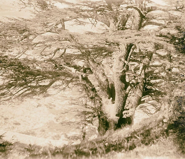 Cedars Lebanon 1898