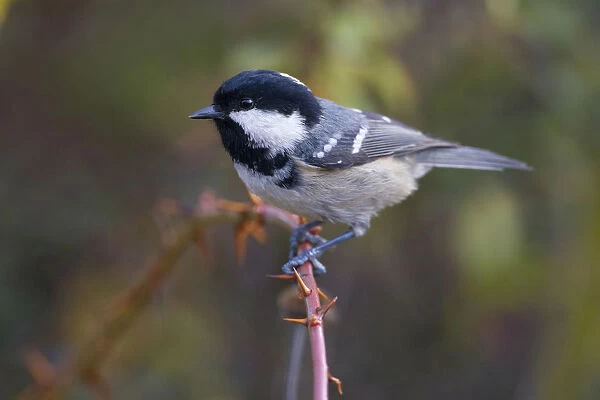 Coal Tit perched on branch, Periparus ater, Italy