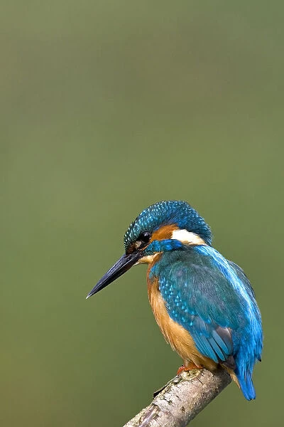 Common Kingfisher perched, Alcedo atthis