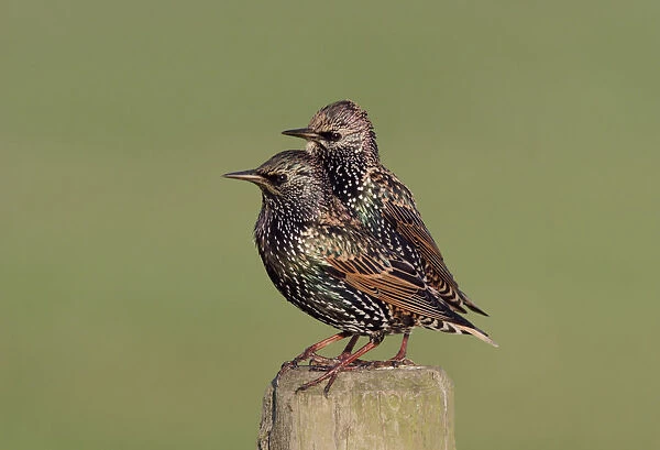 Common Starlings perched on a fence, Sturnus vulgaris
