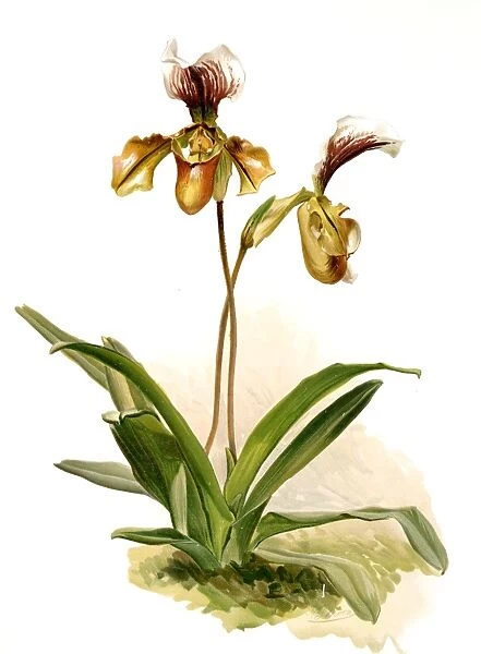 Cypripedium (hybridum) calypso, Sander, F. (Frederick) (1847-1920), Leutzsch, Gustav