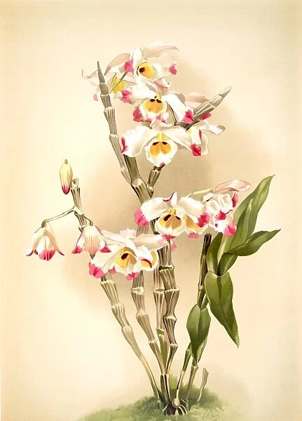 Dendrobium wardianum, Sander, F. (Frederick) (1847-1920), Mansell, Joseph (Lithographer)