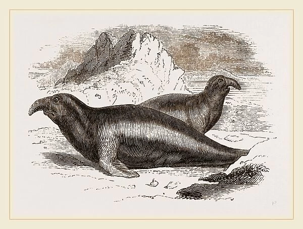 Elephant Seals, Males
