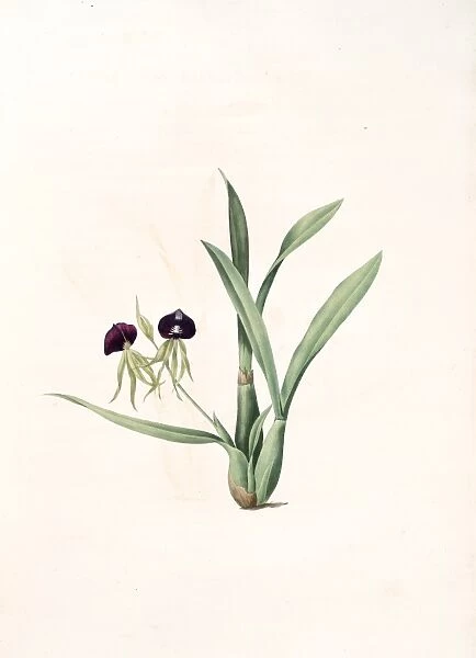 Epidendrum cochleatum, Ail a fleurs pendantes, Clamshell Orchid, Redoute, Pierre Joseph