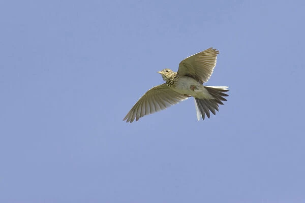 Eurasian Skylark flying, Alauda arvensis