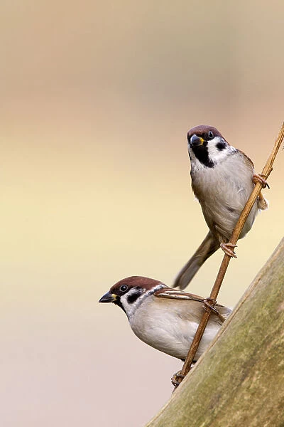 Eurasian Tree Sparrow perched on a small branch, Passer montanus