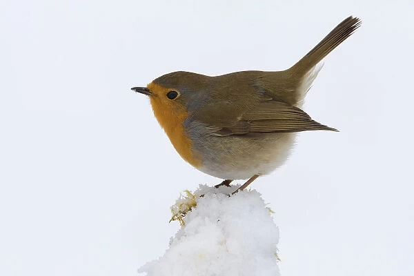 European Robin perched in snow, Erithacus rubecula, Italy