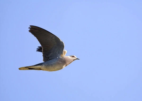 European Turtle Dove in flight, Streptopelia turtur
