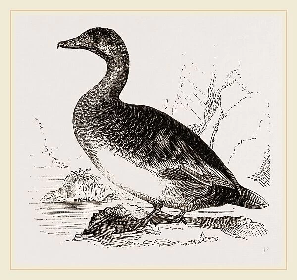 Female Eider-Duck