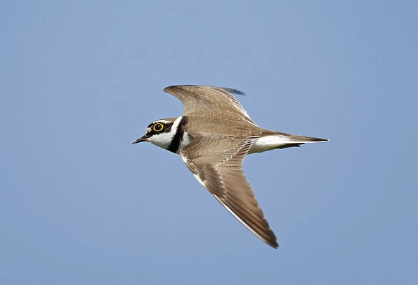 Flying, migrating Little Ringed Plover against blue sky, Charadrius dubius, Netherlands