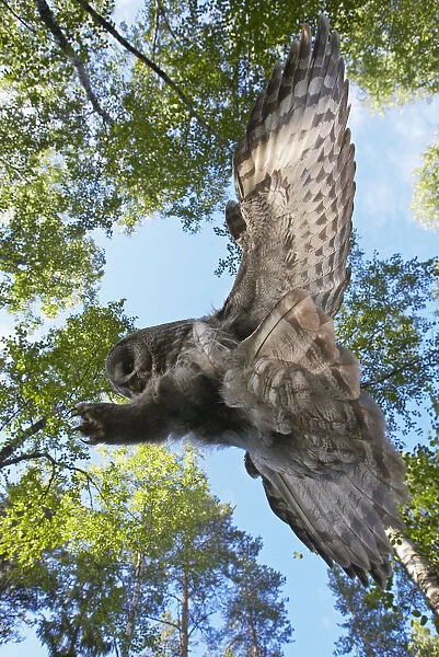 Great Grey Owl landing on branch, Strix nebulosa