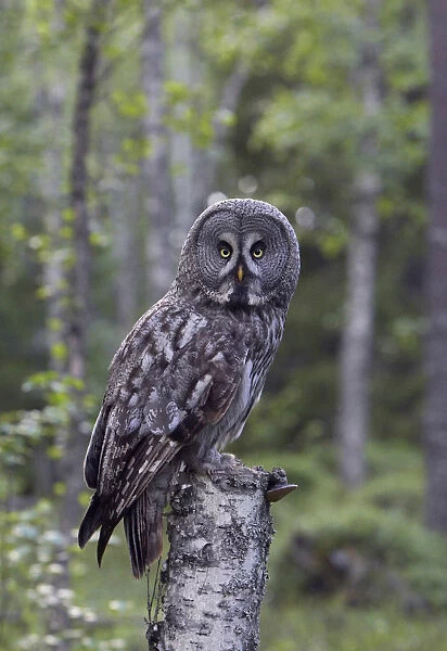 Great Grey Owl perched on branch, Strix nebulosa