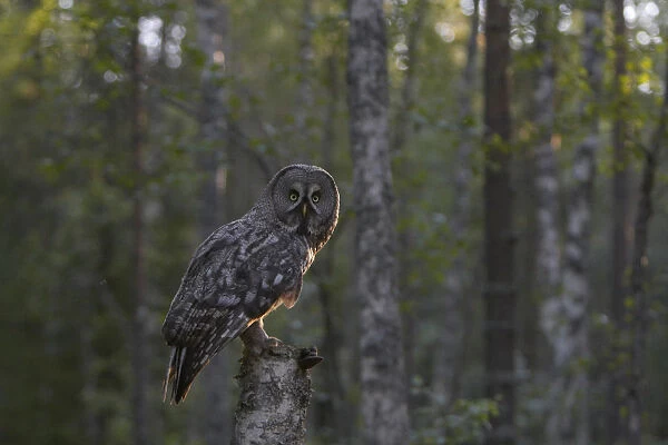 Great Grey Owl perched on branch, Strix nebulosa
