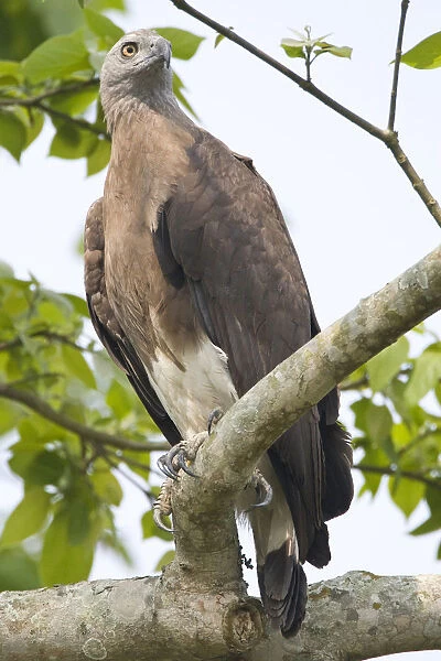Grey-headed Fish-eagle on look out