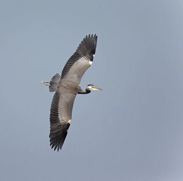 Grey Heron, Ardea cinerea, Netherlands