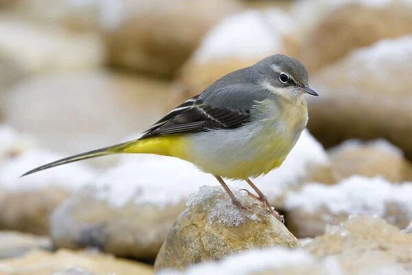 Grey Wagtail perched in snow, Motacilla cinerea, Italy