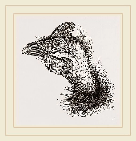Head of Guinea-Fowl