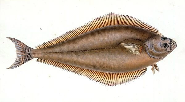 Holibut, Pleuronectes Hippoglossus, British fishes, Donovan, E. (Edward), 1768-1837