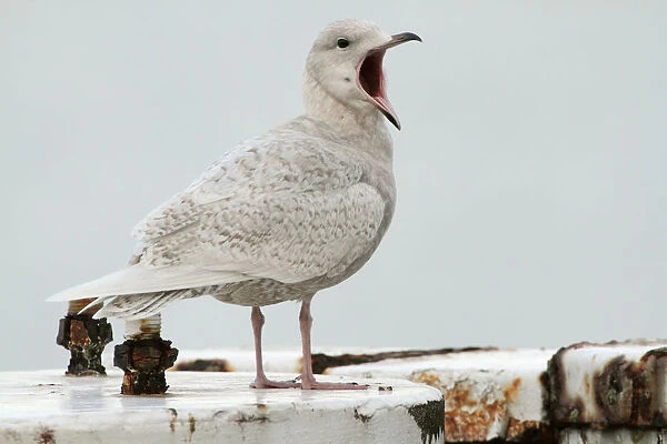 Immature Iceland Gull on a mooring pole, Larus glaucoides