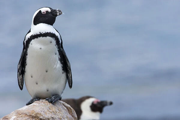 Jackass Penguin, South Africa