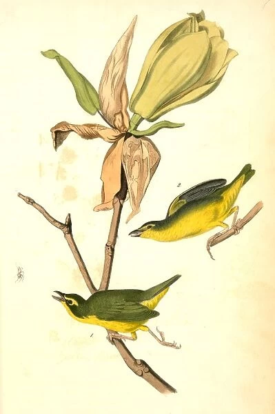 Kentucky Flycatching-Warbler, 1. Male, 2