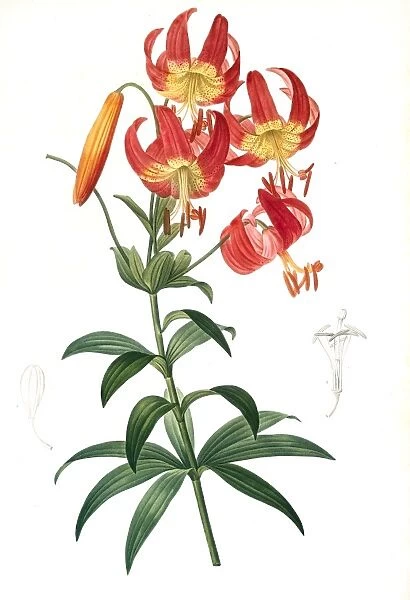 Lilium superbum; Lis superb. Redoute, Pierre Joseph, 1759-1840, les liliacees, 1802