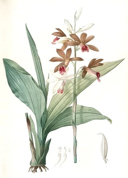 Limodorum tankerwillae, Phaius grandifolius; Limodore de Tankerwill, Swamp Lily