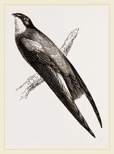 Long-winged Swift