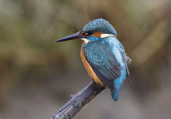 Male Common Kingfisher on a stake-out, Alcedo atthis, Netherlands