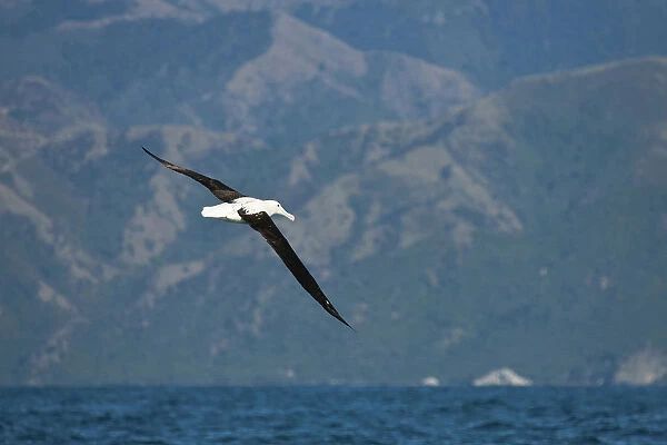 Northern Royal Albatross, Diomedea sanfordi, New Zealand