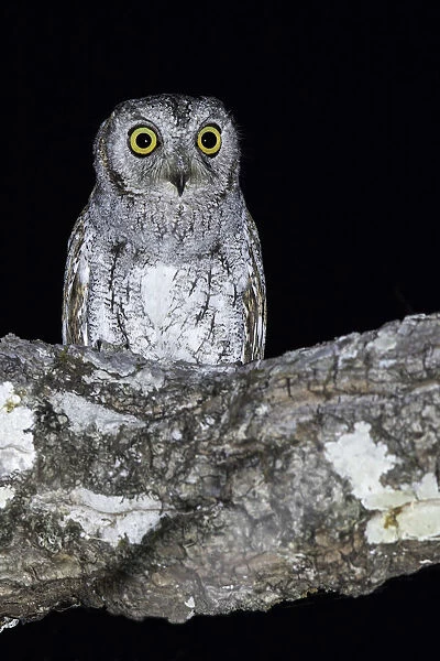 Oriental Scops-Owl perched in tree