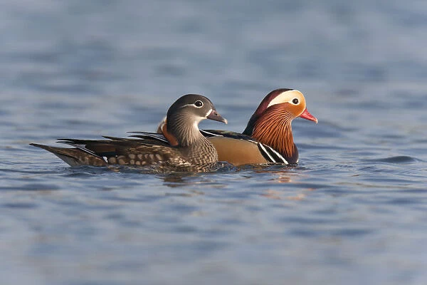 Pair of Mandarin Duck swimming on pool, Aix galericulata, Netherlands
