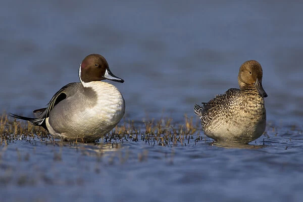 Pair of Northern Pintails, Anas acuta, Italy
