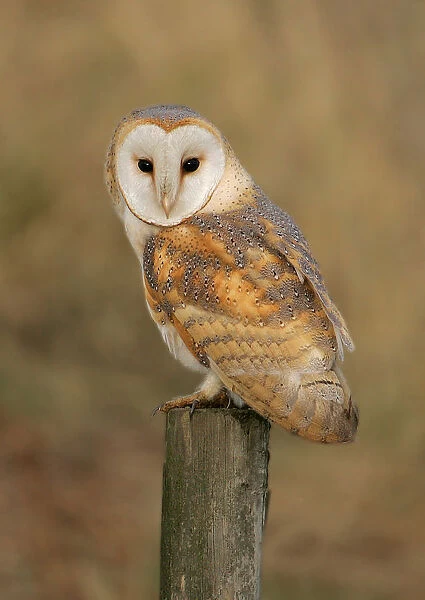 Pale Barn Owl adult perched on a pole