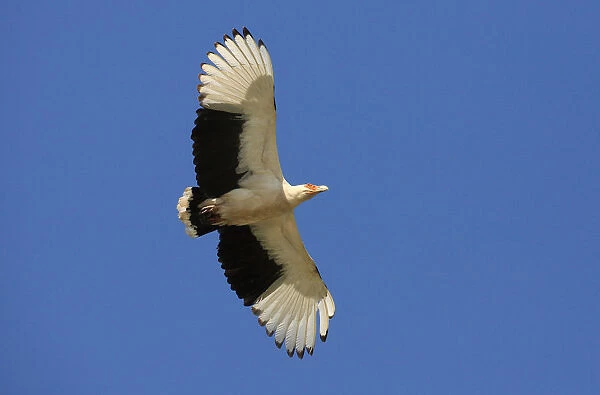 Palm-nut Vulture in flight, Gypohierax angolensis