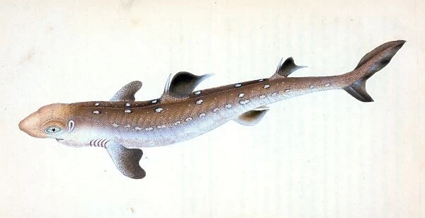 Picked Shark, or Dog Fish, British fishes, Donovan, E. (Edward), 1768-1837, (Author)