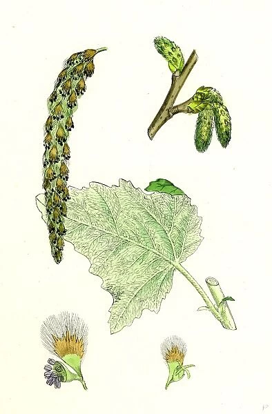 Populus eu-alba; White Poplar