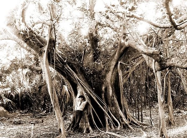 Rubber tree, Lake Worth, Fla, Jackson, William Henry, 1843-1942, Rubber trees, United