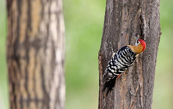 Rufous-bellied Woodpecker perched at tree, Dendrocopos hyperythrus