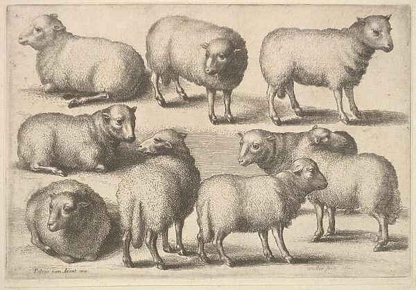 Nine sheep 1646 Etching state Plate 5 1  /  2 8 3  /  16