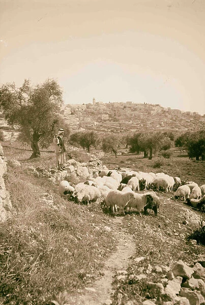 Shepherd flock Bethlehem 1898 Israel