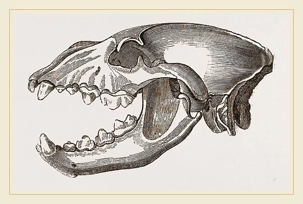 Skull of Spotted Hyena