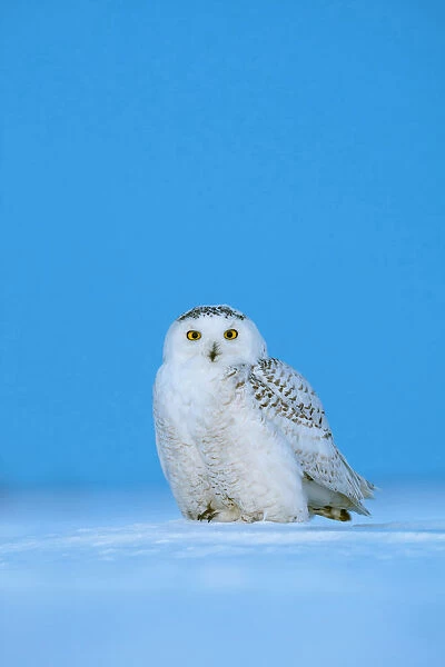 Snowy Owl, Bubo scandiacus
