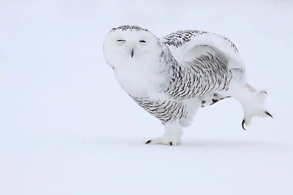Snowy Owl one leg raising in snow, Bubo scandiacus